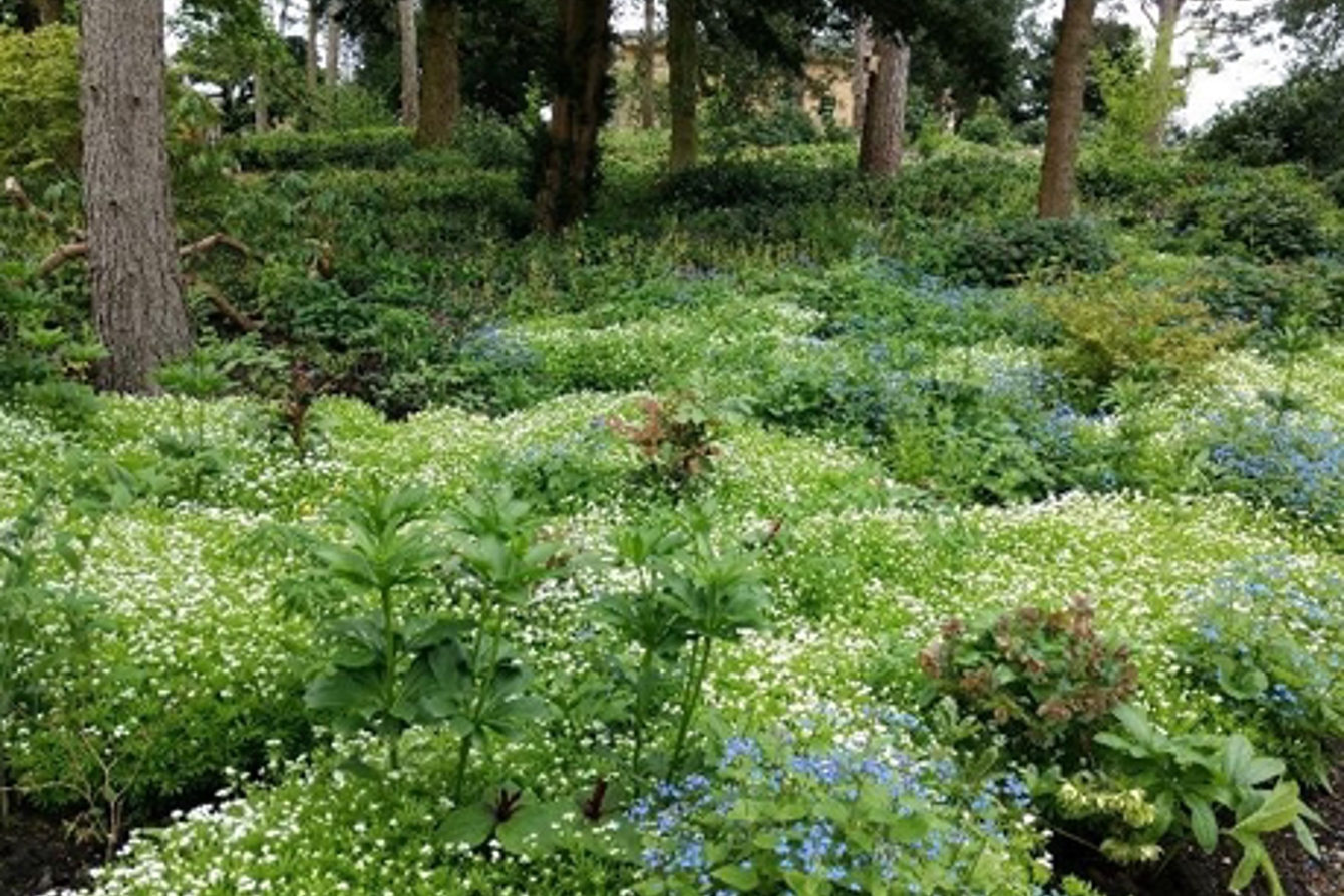 Belsay Woodland Planting