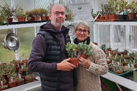 Crassula collection