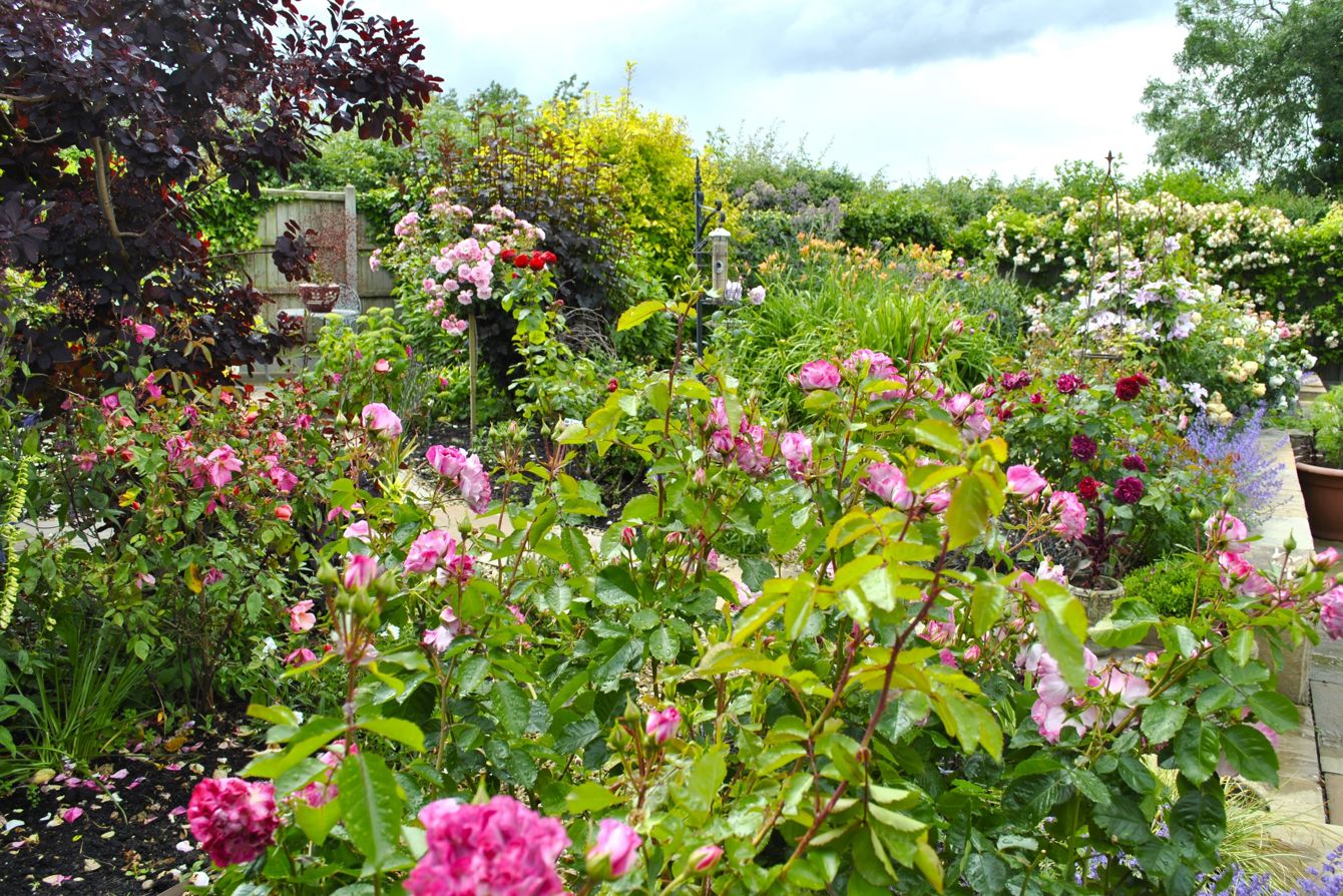 Rose Garden