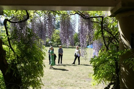 Wisteria 2026 4