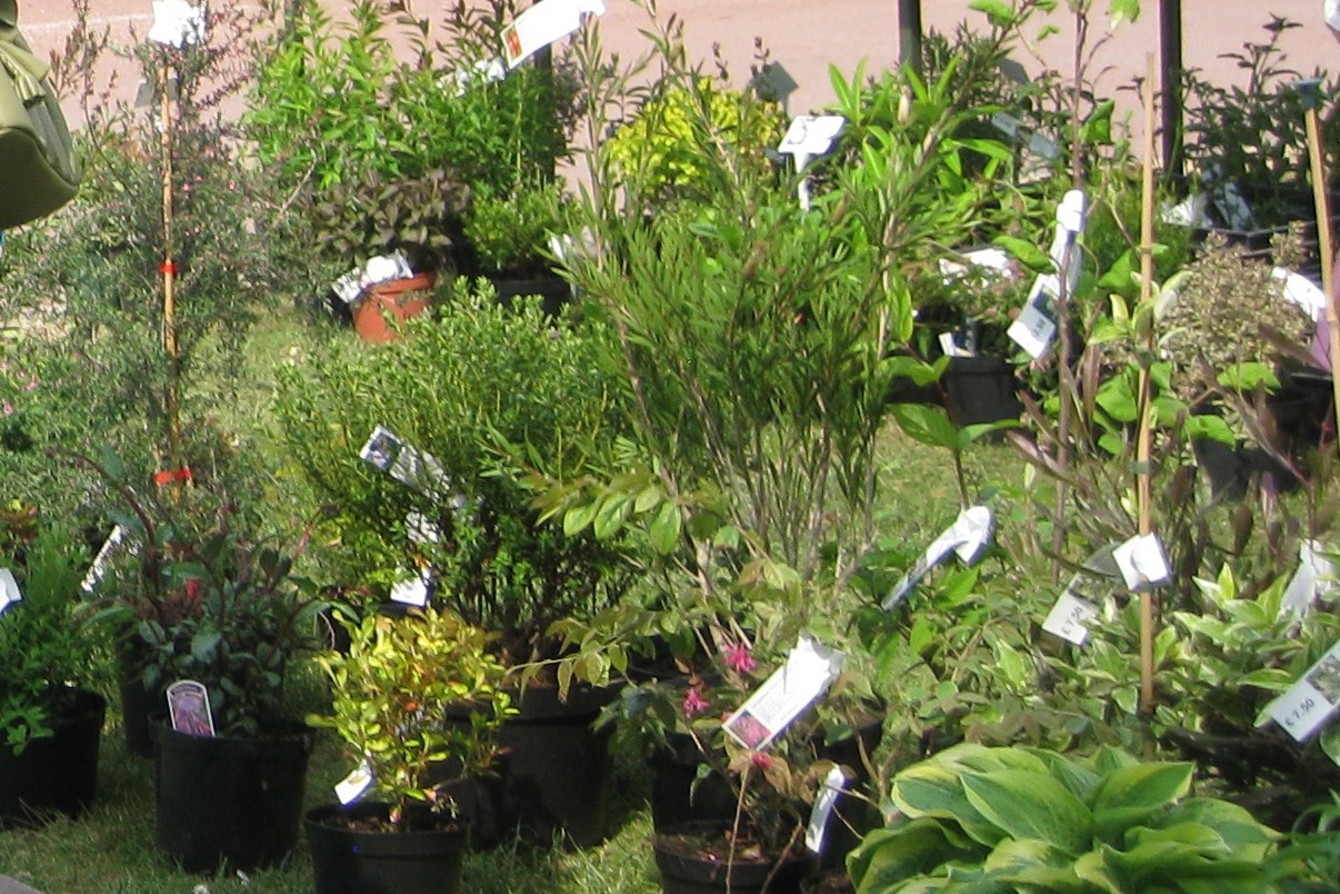 General Plant Sale Image For Website From Denbies Plant Sales 2011
