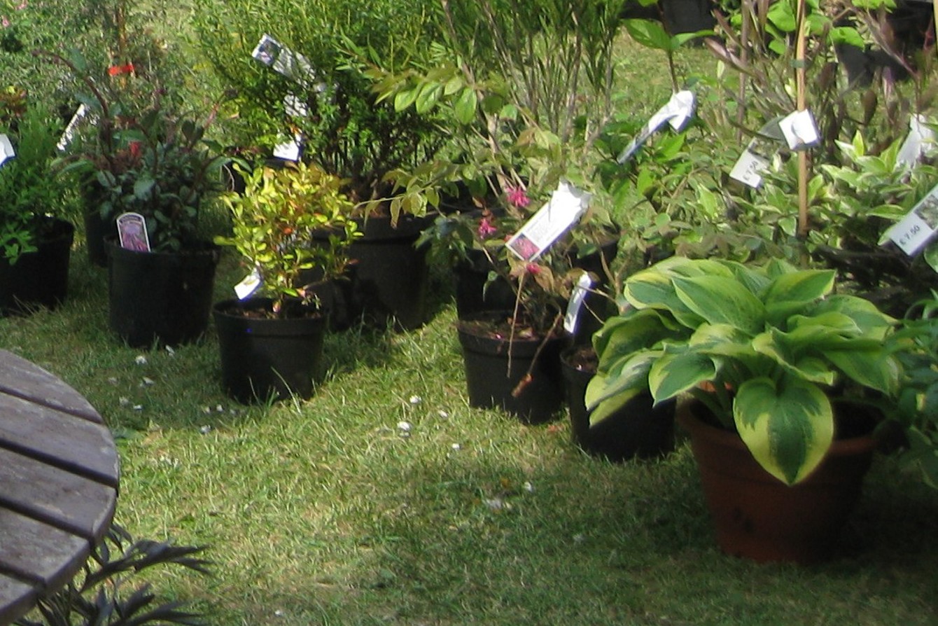 General Plant Sale Image For Website From Denbies Plant Sales 2011