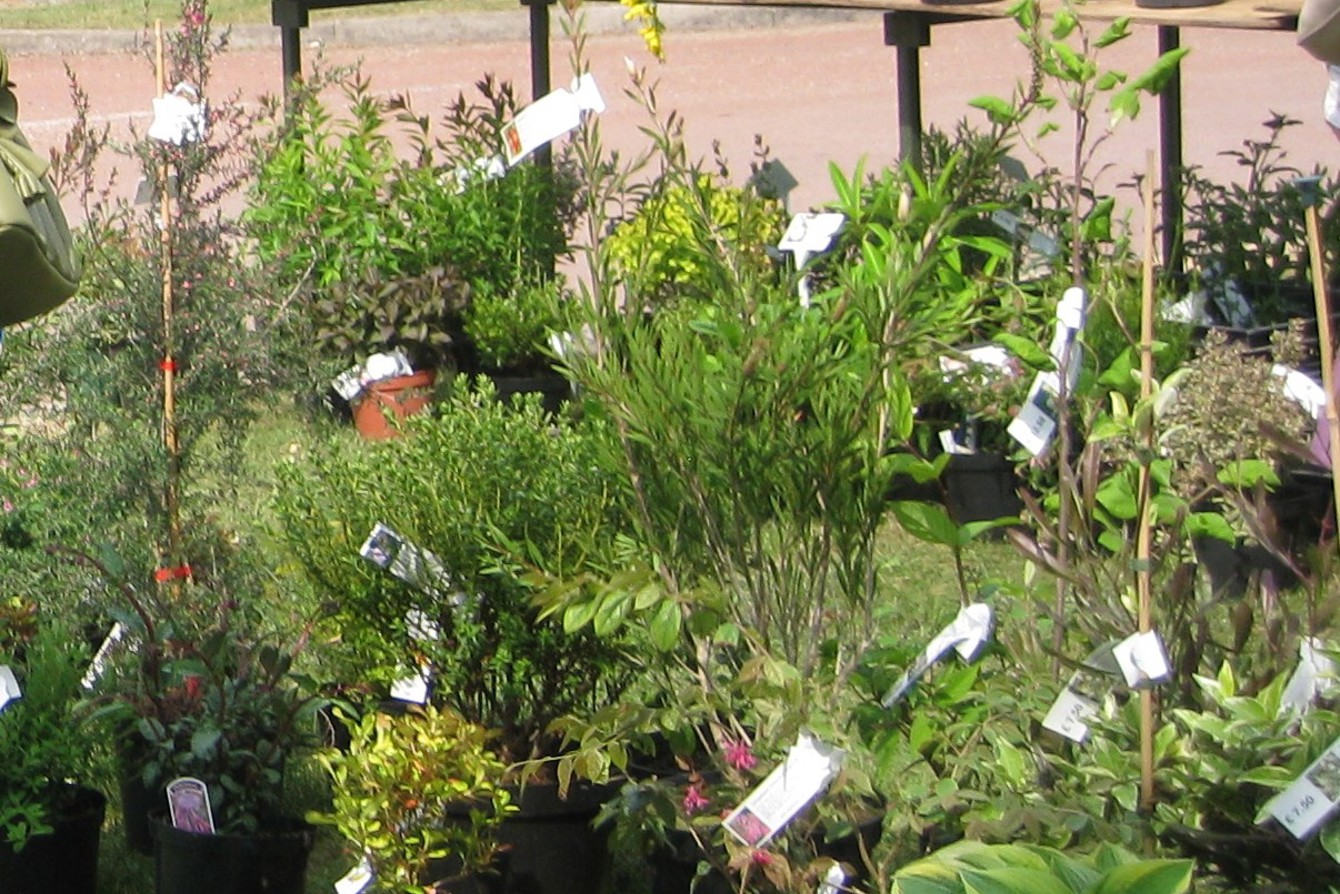 General Plant Sale Image For Website From Denbies Plant Sales 2011