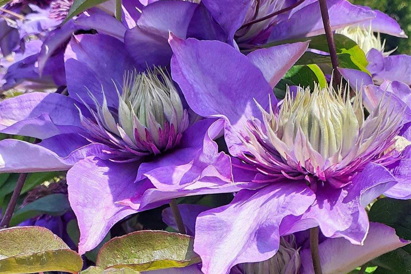 Clematis Multi Blue Compressed