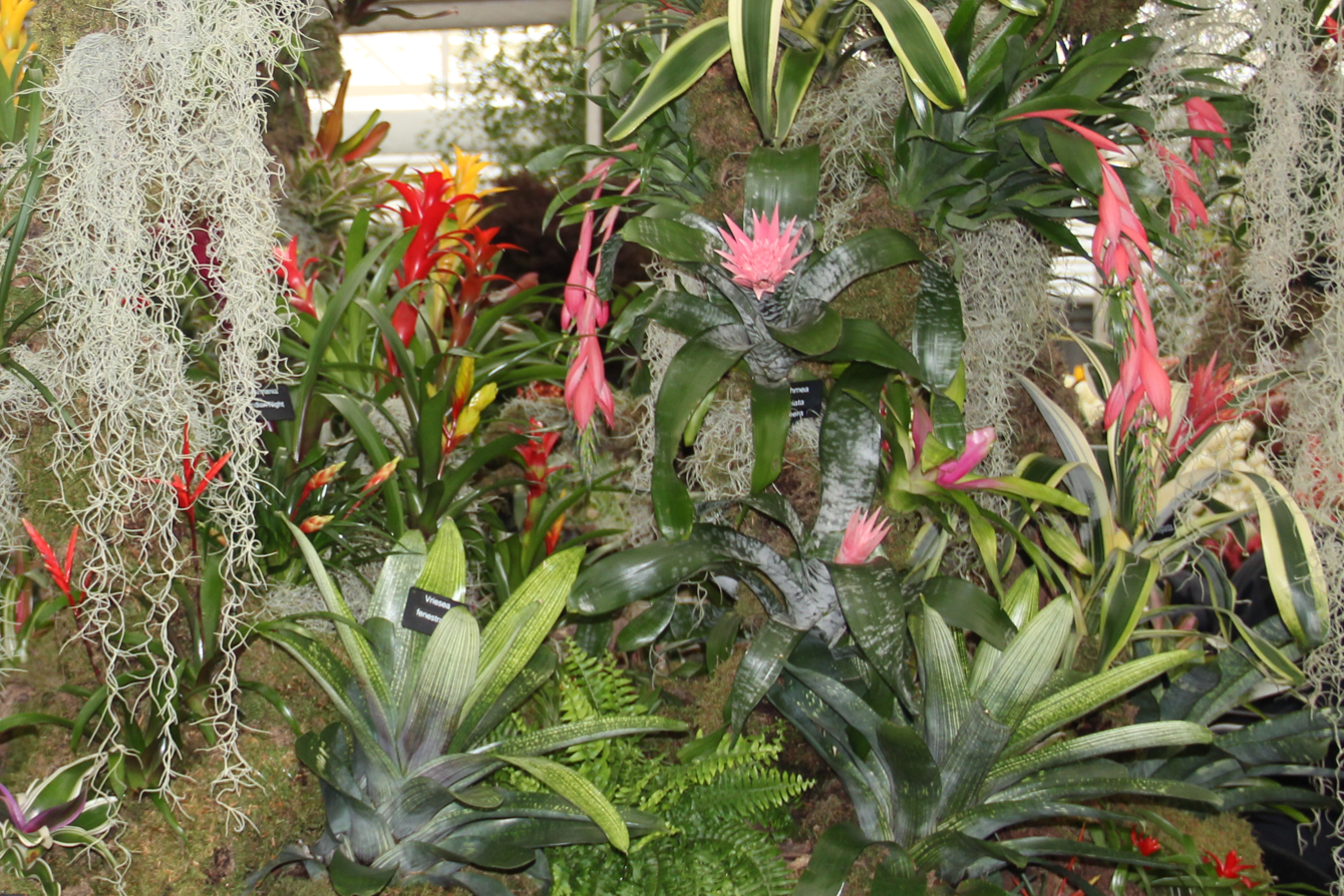 Aechmea, Billbergia, Neoregalia