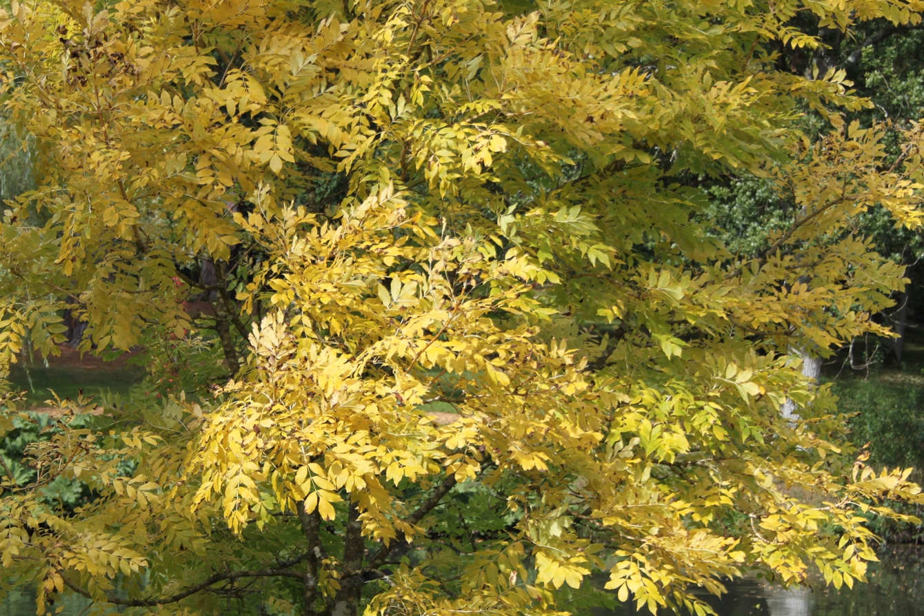Fraxinus Excelsior 'Jaspidea' GS Images Used For Tatton Collection