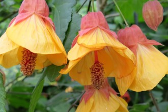 Abutilon 'Leila Jackson' Cc Plant Heritage