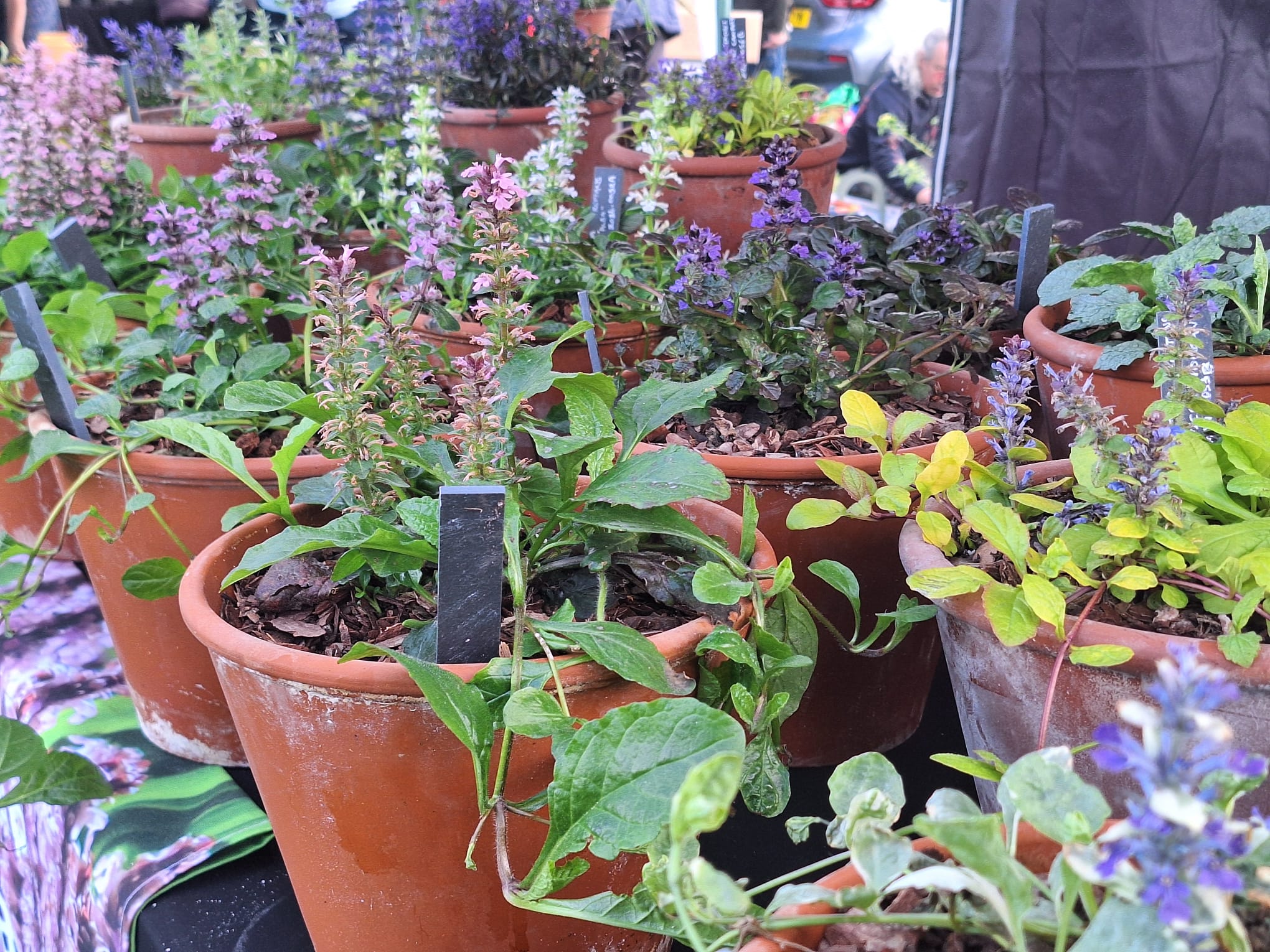 Ajuga Exhibit at Denbies 2025