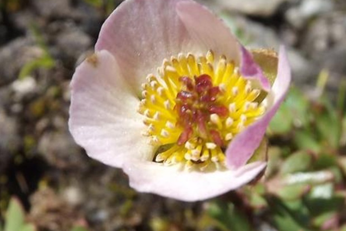 Ranunculus Glacialis