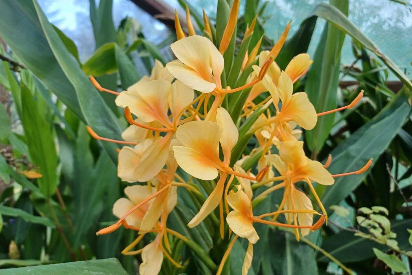 Hedychium 'Jungle Yellow'