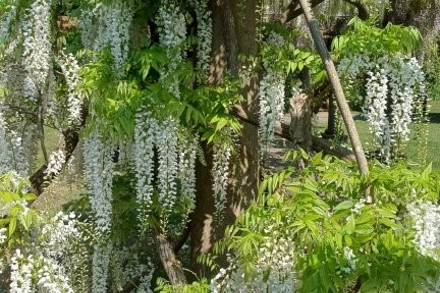 Wisteria Collection 2025 1