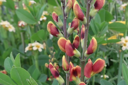 Baptisia 'Cherries Jubilee' Cc Plant Heritage (GG)