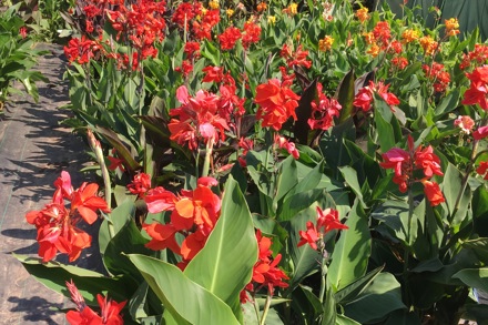 Hart Cannas