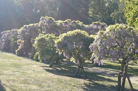 Wisteria 2026 1