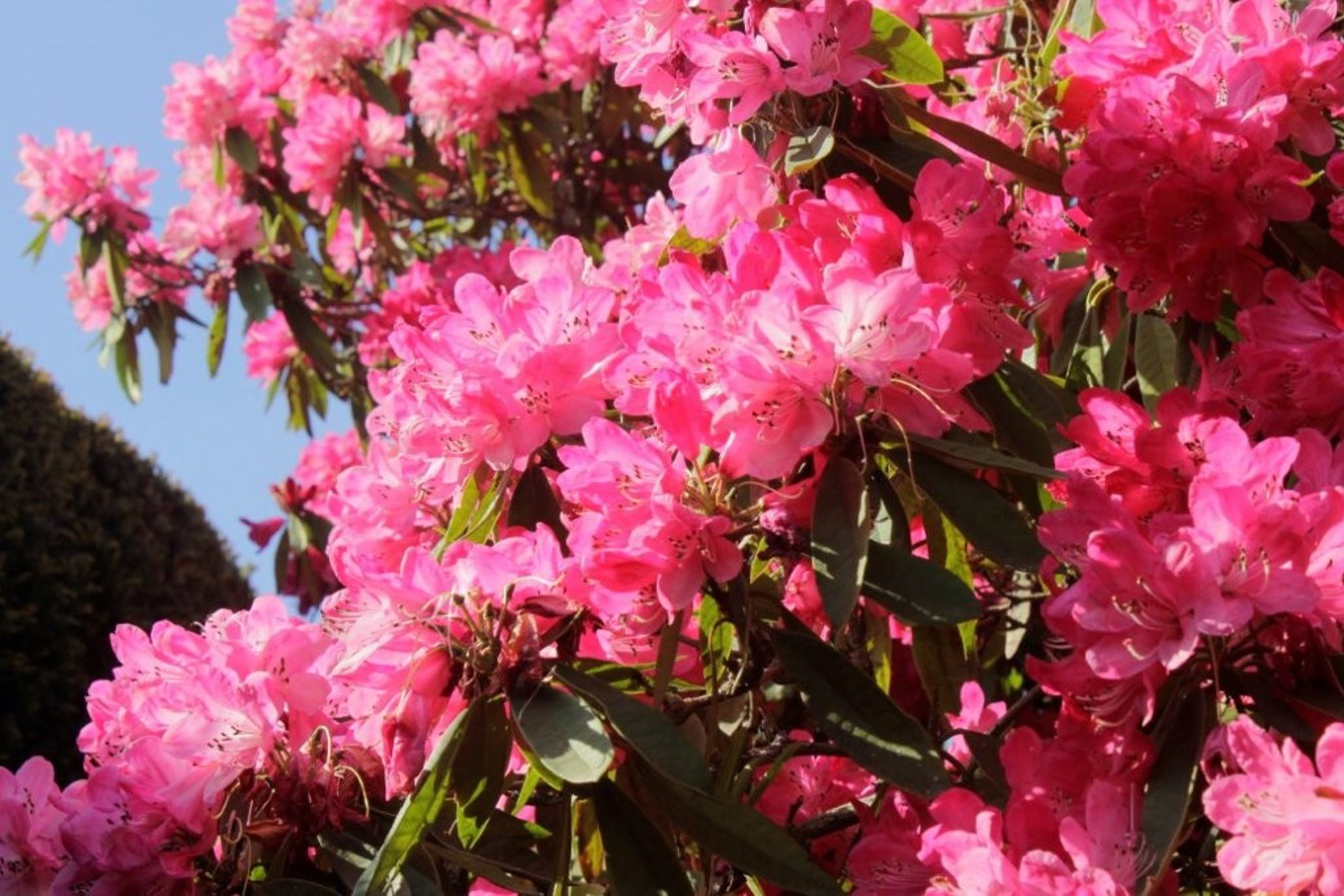 Rhododendron