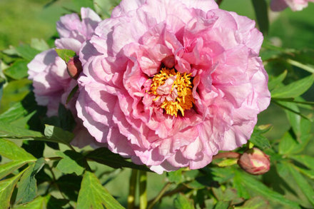 Paeonia 'Marie Laurencin' From Claire Austin Website