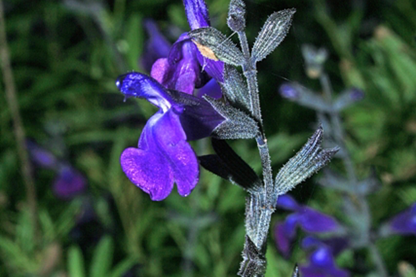 Salvia Rodbaston Breeze