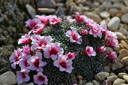 Brickell Award 2023 presented to Saxifraga specialist, Adrian Young at RHS Hampton Court Palace Garden Festival