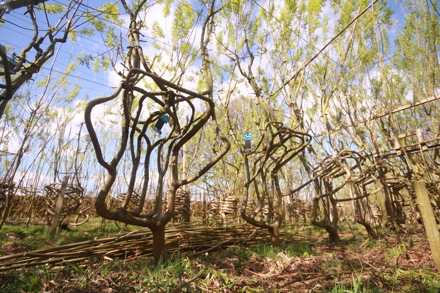 2019 Spring Willow Chairs In A Row