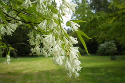 Staphylea Colchica Credit Forestry England