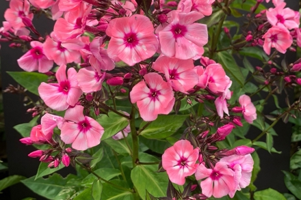 Phlox Paniculata 'Larissa' Cc Edwina Miller 3.2L