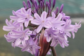 Agapanthus 'Maureen' cc Ian Scroggy