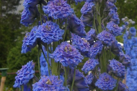 Delphinium 'Alice Artindale' Close Up