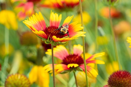 Gaillardia Pulchella Public Domain Image Flickr