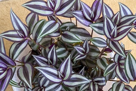 Newly accredited Tradescantia National Plant Collection gives genus a vital boost, securing the longevity of this much-loved houseplant