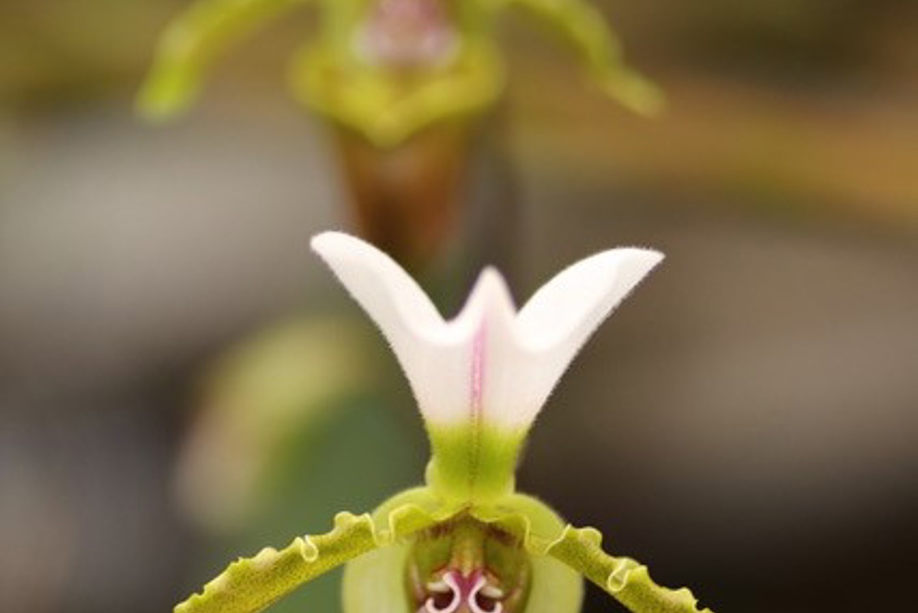 Orchid Photo