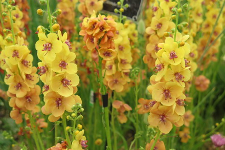 IMG 5380 Verbascum 'Clementine'
