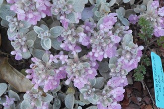 Stachys candida