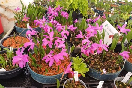 The Mathers Foundation Pleione Collection