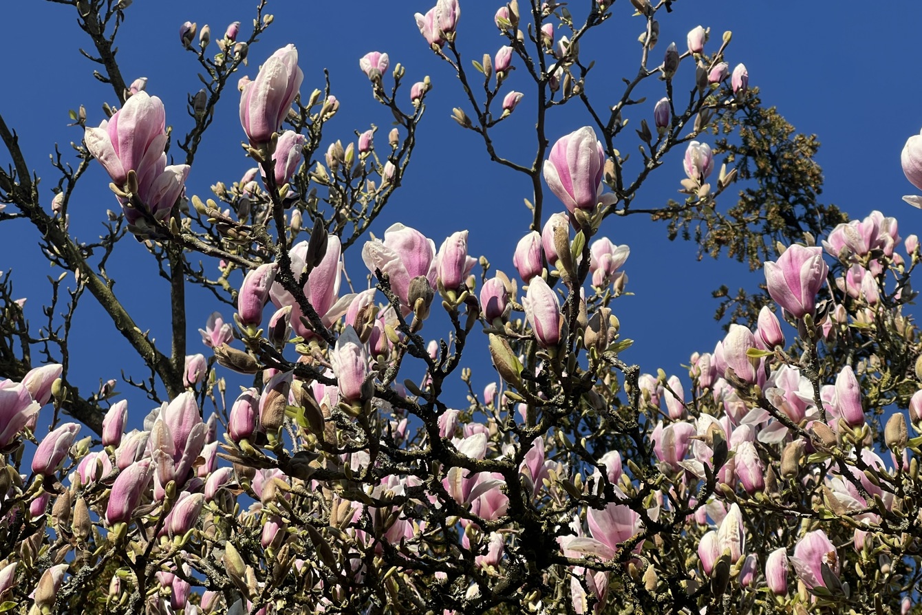 Magnolia - image for illustration only