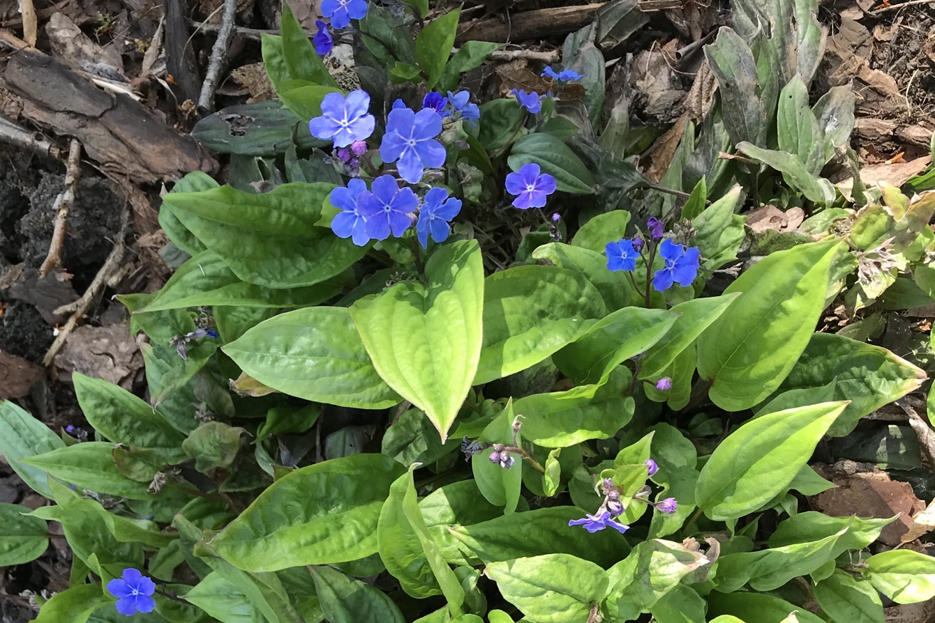 Omphalodes cappadocica