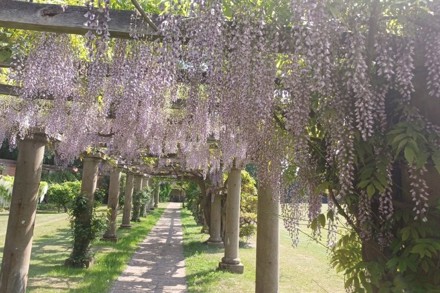 Wisteria Collection 2025 3