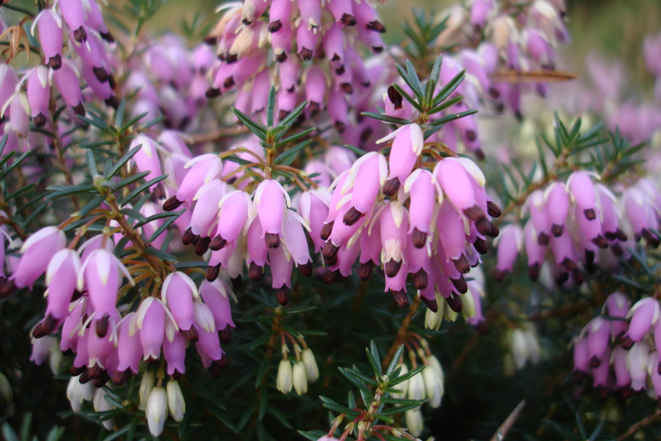 DSC03363 Erica Carnea 'December Red'