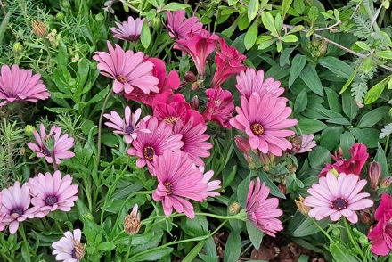 Missing Collections at RHS Chelsea Flower Show 2025