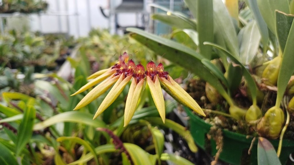 Bulbophyllum picturatum