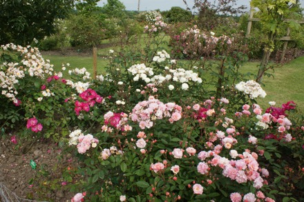 Pemberton Roses At Dutton Cc A Penny