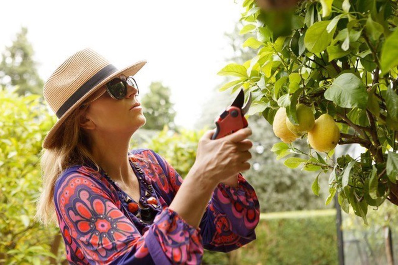 Helen Barlow, Citrus National Collection