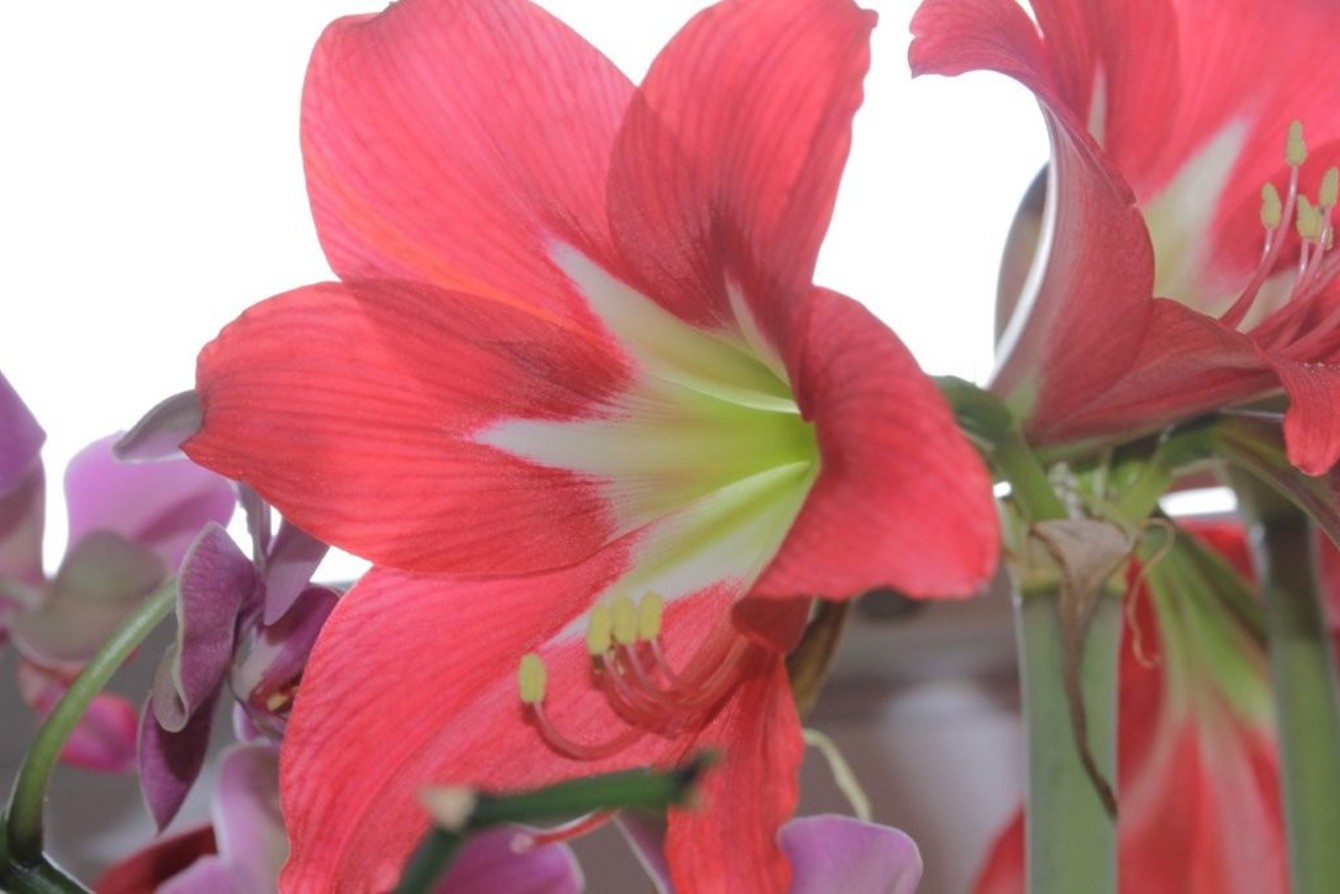 Hippeastrum 'Multiflorum' and Phalaenopsis