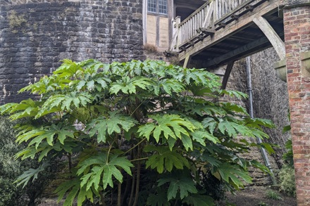 Tetrapanax Papyrifer 'Di Sue Shan'