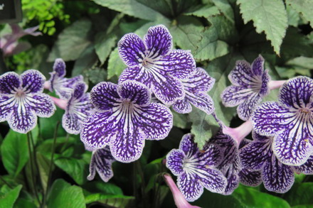 Img 6031 Streptocarpus Polka Dot Purple Cc Gg