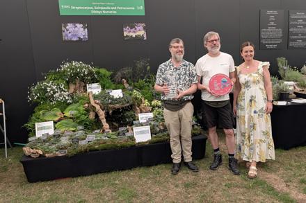 Awarded best in the Plant Heritage zone at RHS Hampton - Dibleys Nursery were delighted as they showcased their extensive National Plant Colleciton of Saintpaulia, alongside Streptocarpus