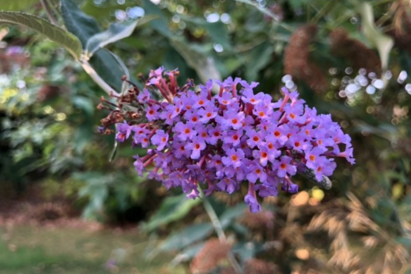 Buddleia