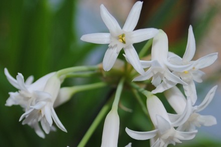 T. Simmleri White Flowered Cc D Ross 3.2 L