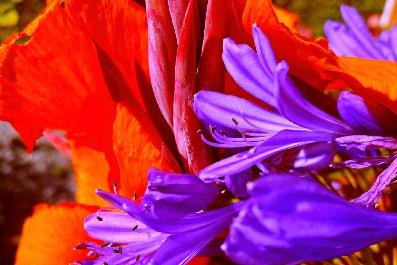 Canna Agapanthus De Compressed