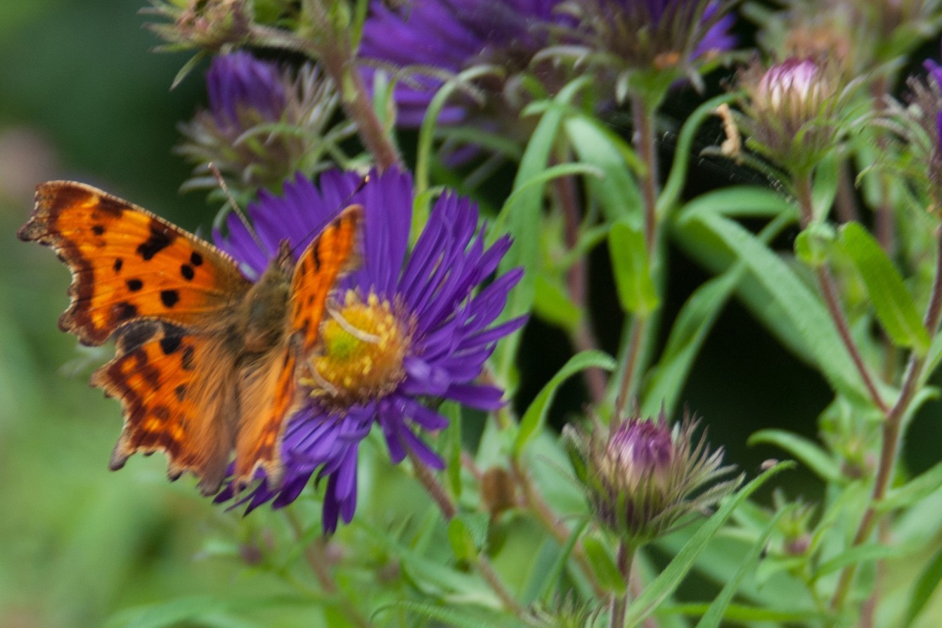 23 25 Butterfly