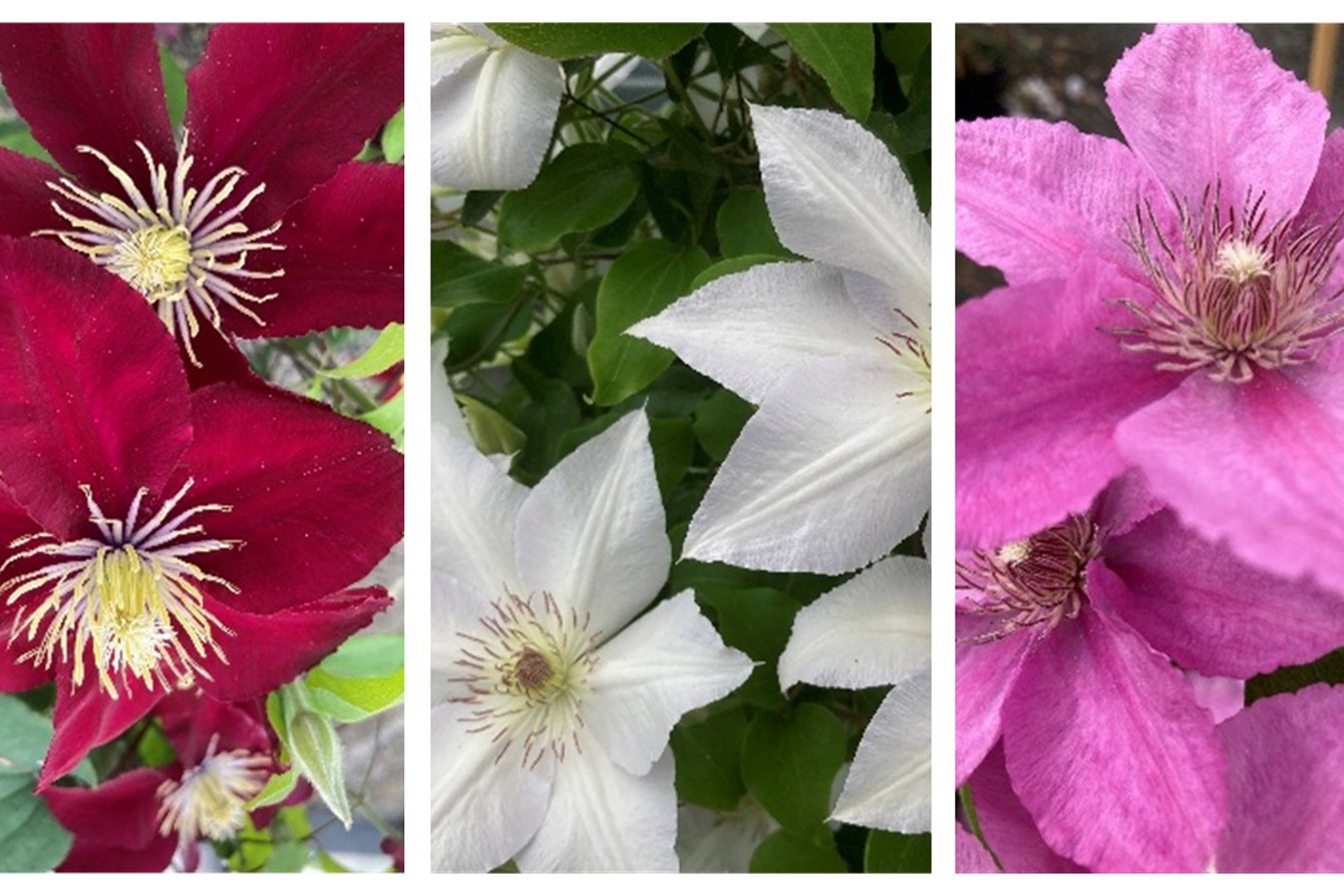 Clematis 'Elpis', 'Bridgewater' and 'Guernsey Flute' (photo credits Raymond Evison)